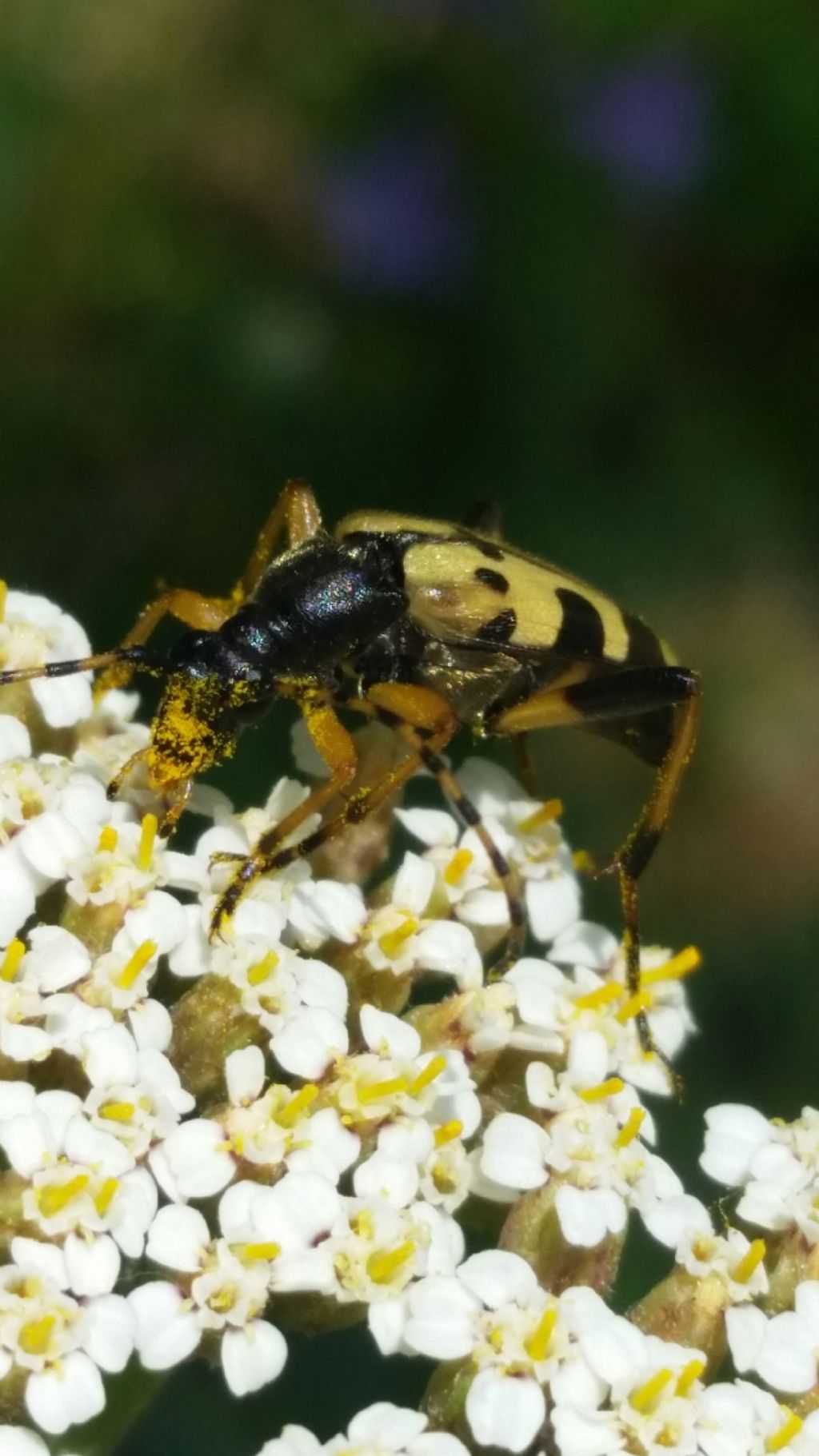 Cerambycidae: Rutpela maculata